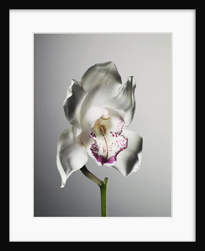 Orchid by Anonymous