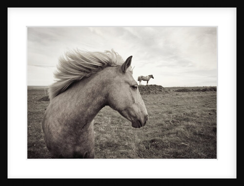 Horses in Field by Anonymous