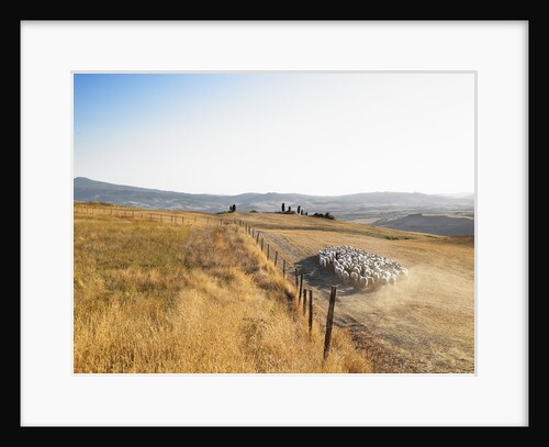 Herd of Sheep by Anonymous