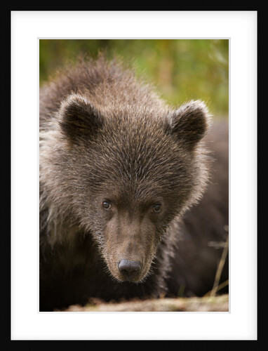 Brown Bear Cub at Kinak Bay in Katmai National Park by Anonymous
