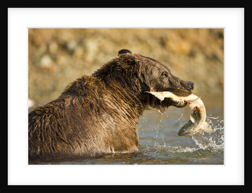 Grizzly Bear Catching Spawning Salmon at Kinak Bay by Anonymous