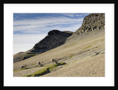 Reindeer Grazing on Tundra on Edgeoya Island by Anonymous