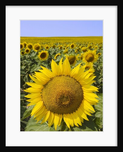 Field of Sunflowers by Anonymous