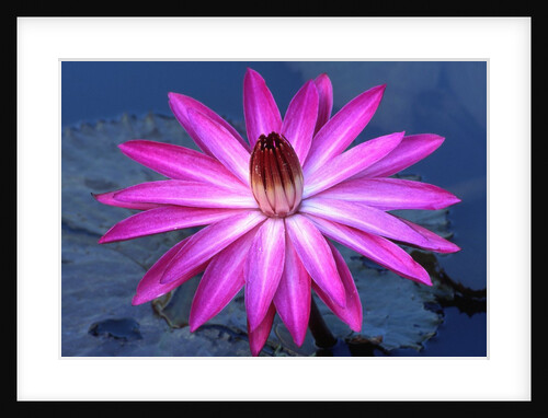 Water lily in pond by Anonymous