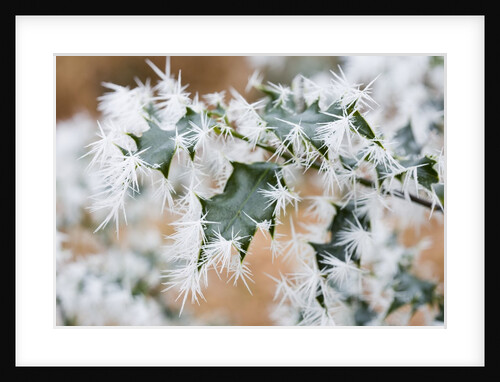 Needle ice on holly leaves by Anonymous