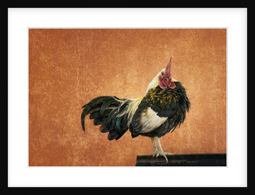 Rooster by Anonymous