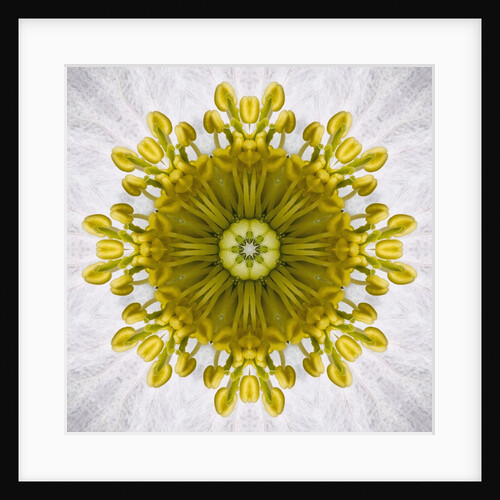 Kaleidoscope of Clematis flower by Anonymous