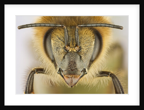 Close-up of honey bee by Anonymous