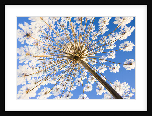Hoar frost on giant hogweed by Anonymous