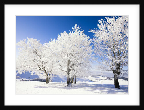 Frost-covered beech trees in Black Forest by Anonymous