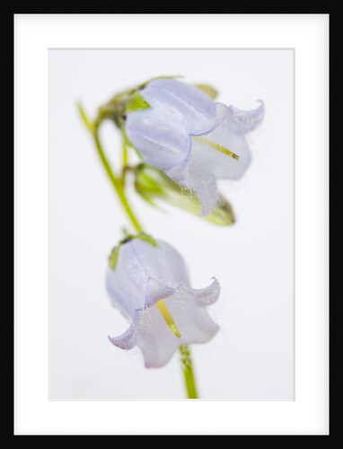 Bearded Bellflower by Anonymous