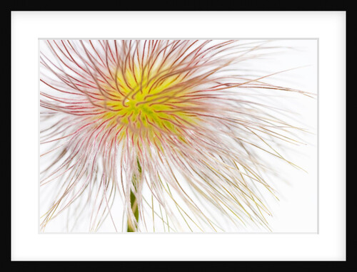 Fruit of an Alpine pasqueflower by Anonymous