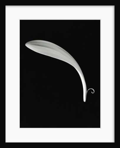 Curved Petal by Anonymous