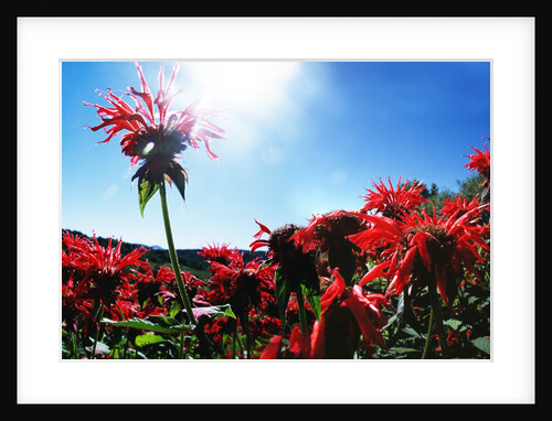 Red flowers by Anonymous