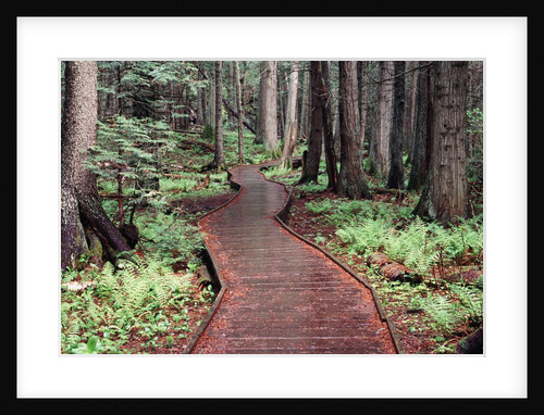 Forest, Glacier National Park, Montana by Anonymous
