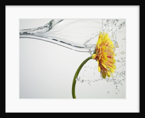 Water Splashing Daisy by Anonymous