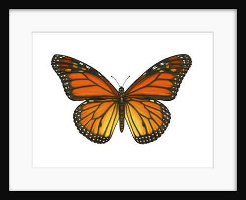 A Monarch Butterfly by Anonymous