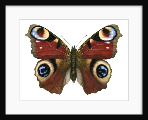 A Peacock Butterfly by Anonymous