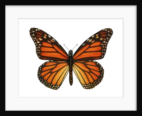 Another Monarch Butterfly by Anonymous