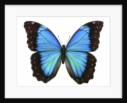 A Morpho Butterfly by Anonymous