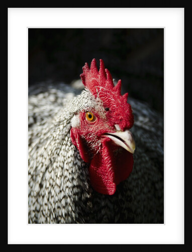 Male chicken by Anonymous