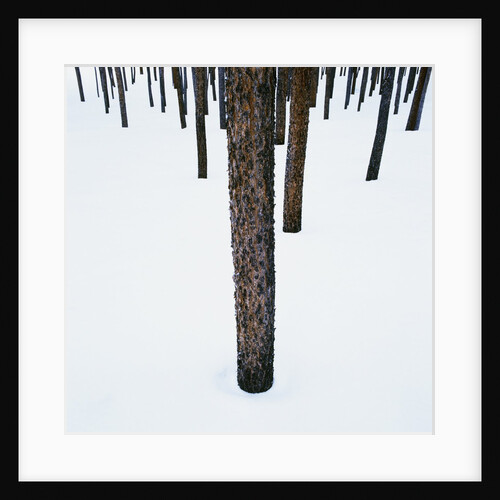 Tree Trunks in Snow by Anonymous