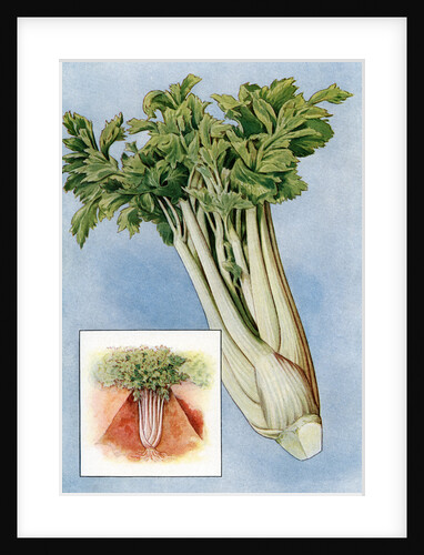 Illustration of celery by Anonymous