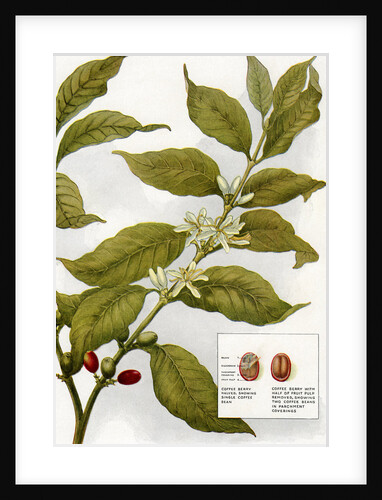 Illustration of coffe plant with berries by Anonymous
