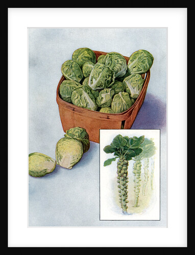 Illustration of brussels sprouts by Anonymous