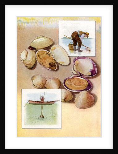 Illustration of two types of clams by Anonymous