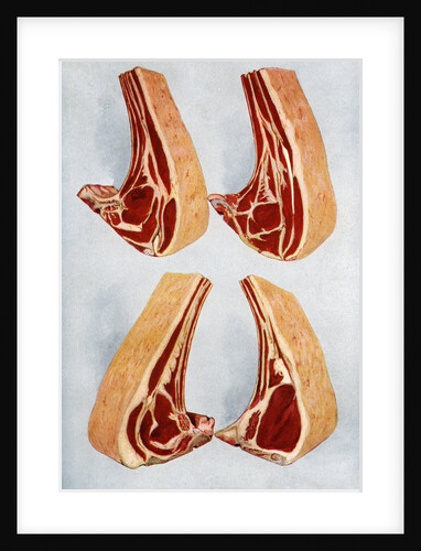 Illustration of four types of beef rib cuts by Anonymous
