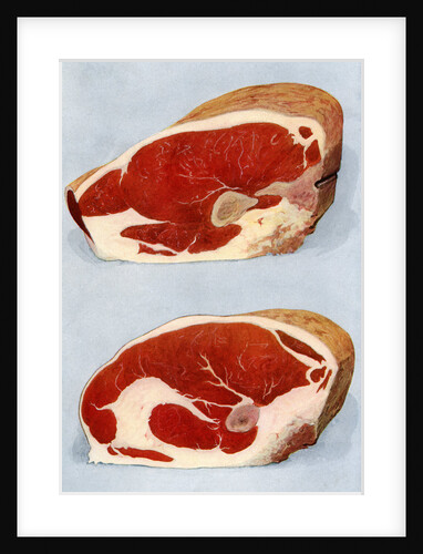 Illustration of two sirloin cuts of beef by Anonymous