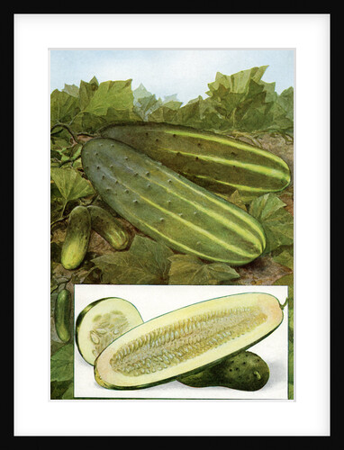 Illustration of cucumbers on the vine by Anonymous