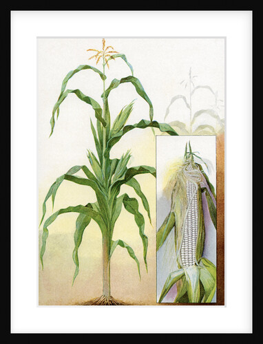 Illustration of white corn plant by Anonymous