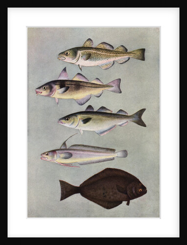 Illustration of five varities of food fishes by Anonymous