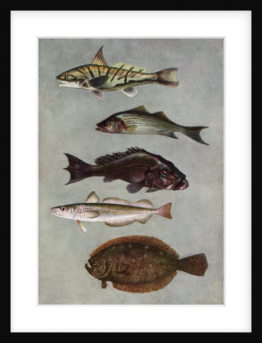 Illustration of five varities of food fishes by Anonymous