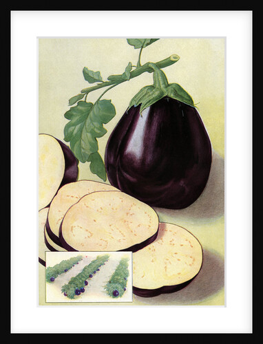 Illustration of eggplant by Anonymous