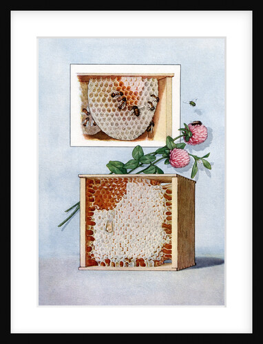 Illustration of bees making clover honey in propagation boxes by Anonymous