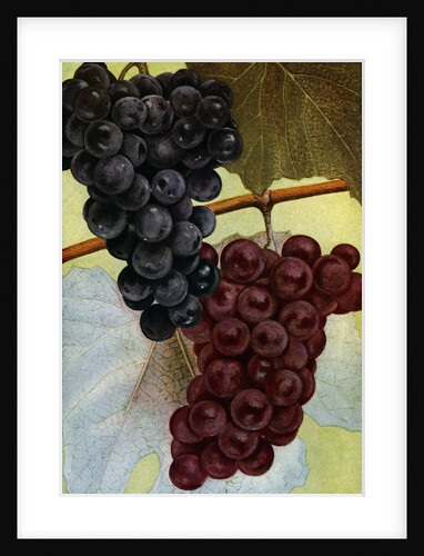 Illustration of grapes by Anonymous