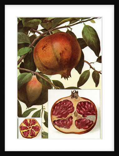 Illustration of pomegranates by Anonymous