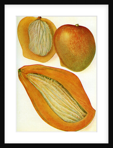 Illustration of mangoes by Anonymous