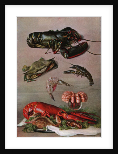 Illustration of various shellfish by Anonymous