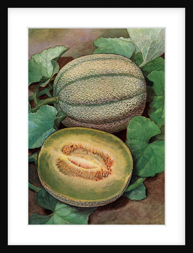 Illustration of ripe melons on the vine by Anonymous