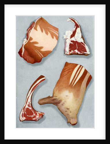 Illustration of four cuts of lamb by Anonymous