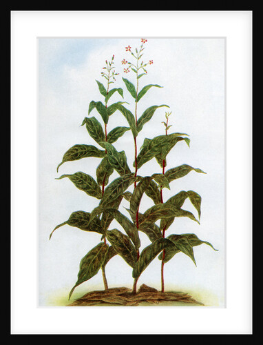 Illustration of tobacco plants by Anonymous