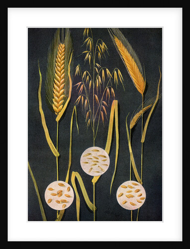 Illustration of three types of grain plants by Anonymous