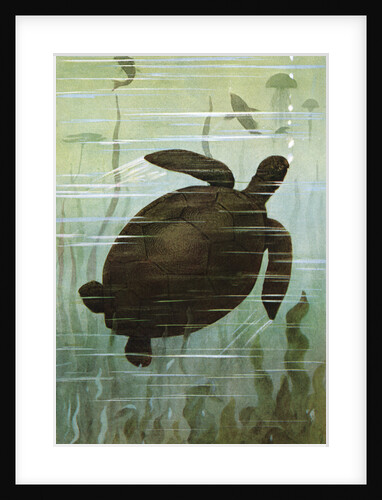 Illustration of green turtle by Anonymous