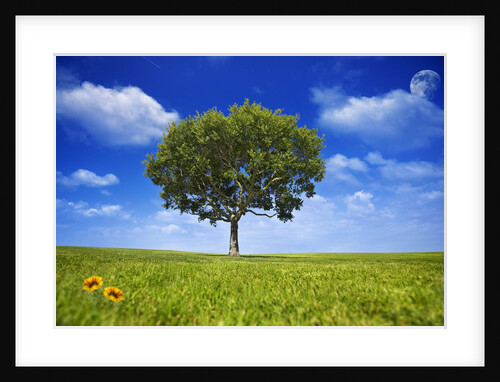 Tree Against Blue Sky by Anonymous