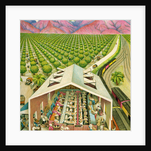 Illustration of California Orange Grove by C.H. DeWitt