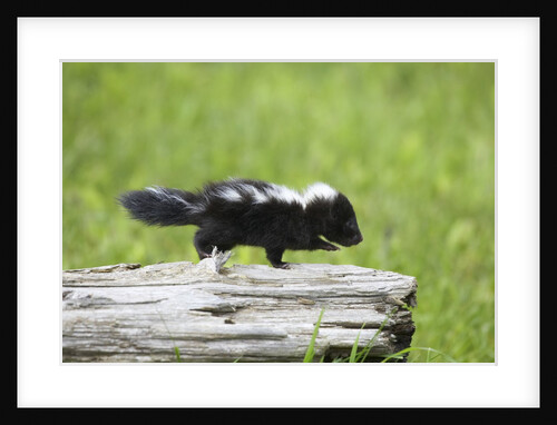 Baby skunk on log by Anonymous